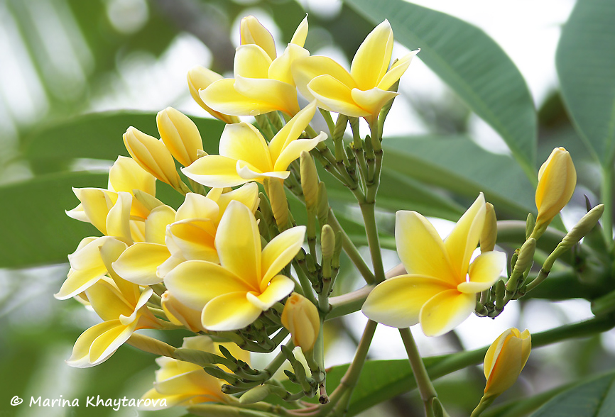 Plumeria rubra 'Bali Hai Gold'