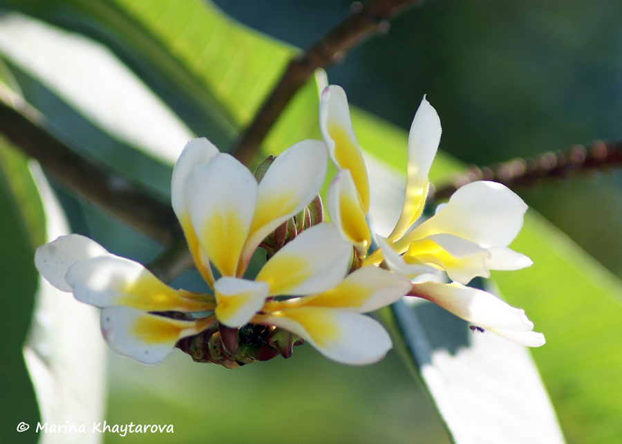 Plumeria rubra cv. Bali Whirl