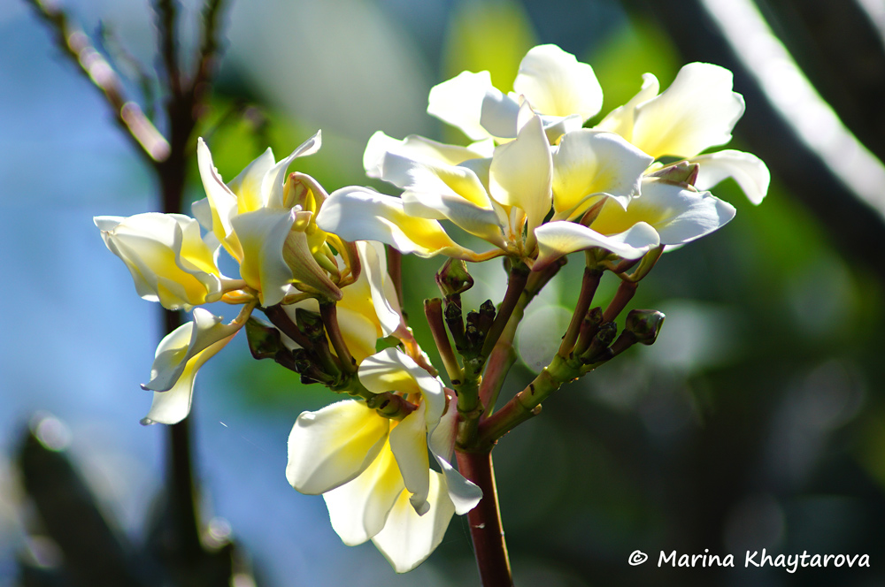 Plumeria cv. rubra Bali Whirl