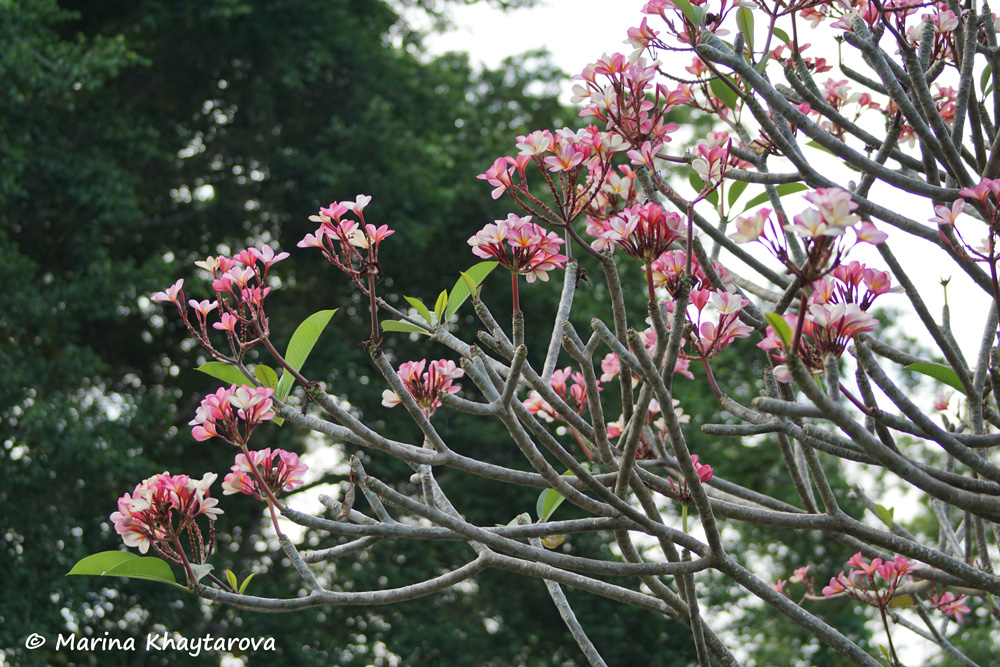 Plumeria rubra cv. Cheddi Pink