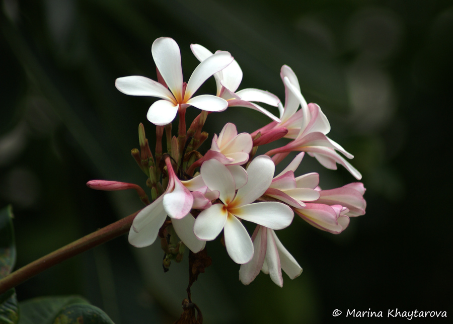Plumeria obtusa 'Dwarf Singapore Pink'