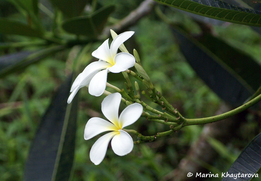 Plumeria obtusa 'Singapore White'