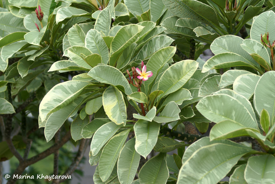 Plumeria rubra variegata