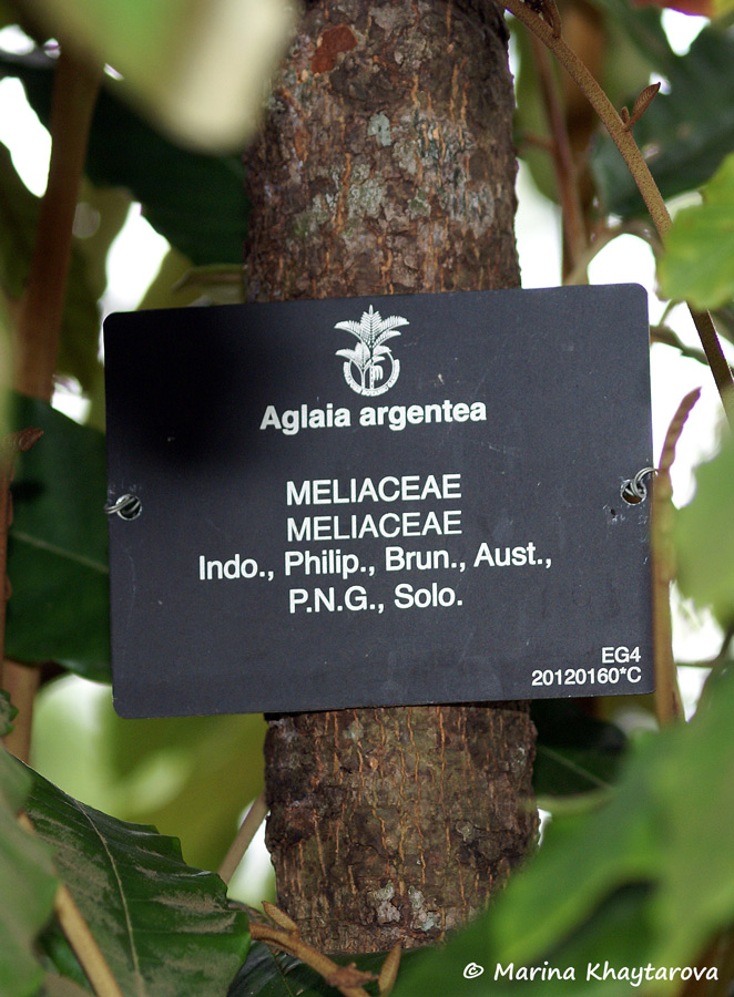 Aglaia argentea