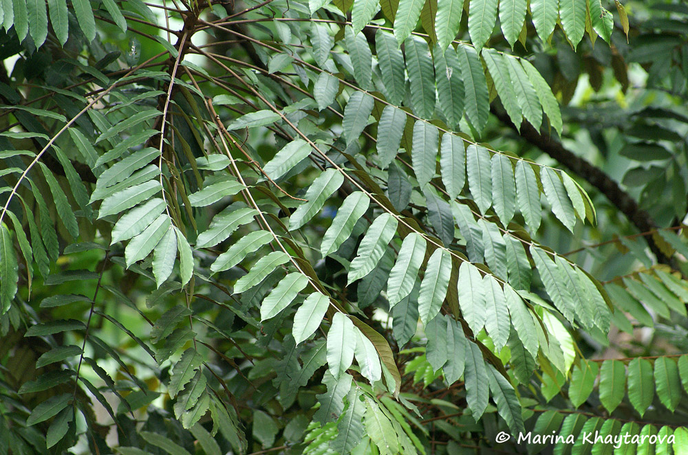 Aglaia pachyphylla