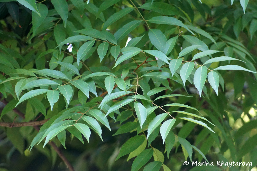 Amesiodendron chinense