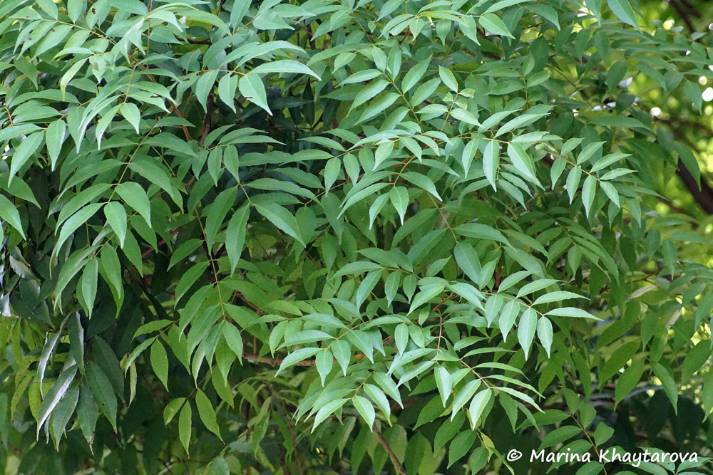 Amesiodendron chinense