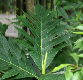 Artocarpus camansi