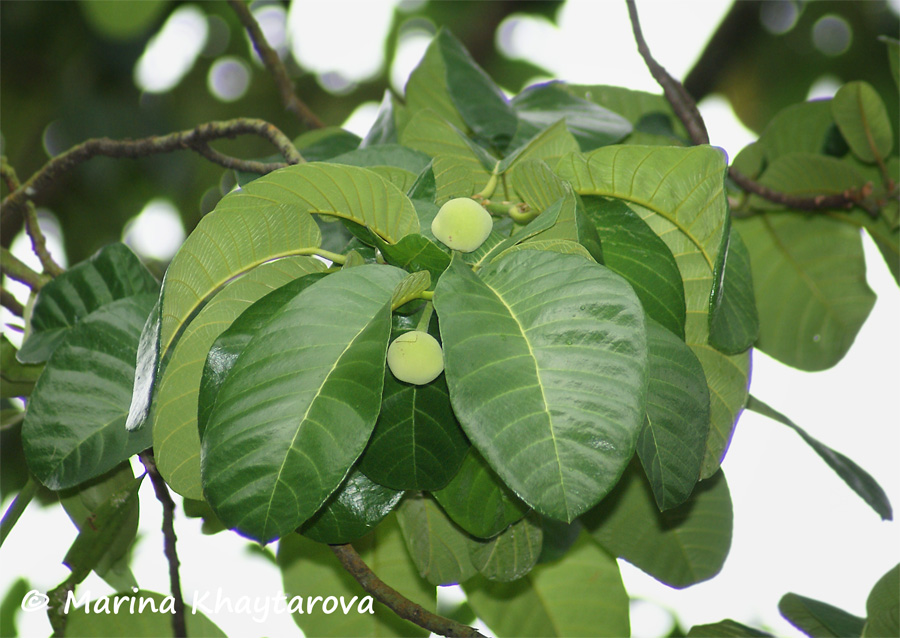 Artocarpus dadah