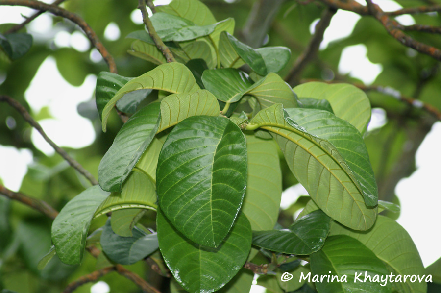 Artocarpus dadah