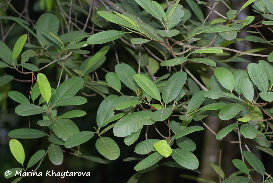 Artocarpus kemando