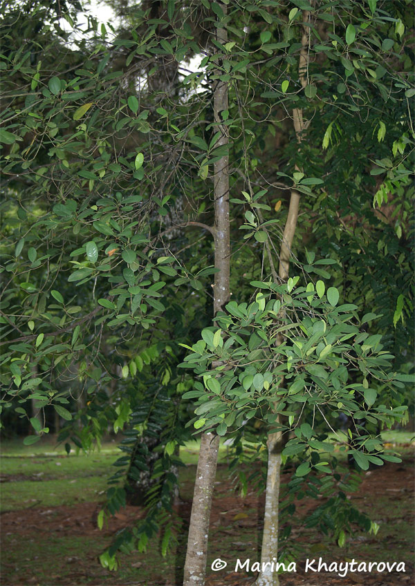 Artocarpus kemando