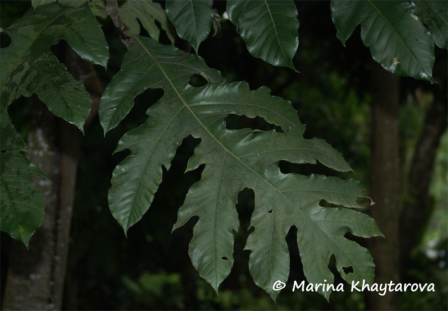 Artocarpus scortechinii