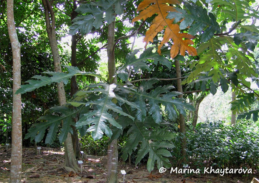 Artocarpus scortechinii
