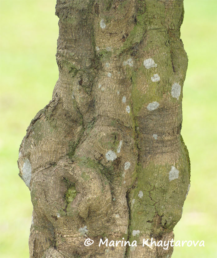 Atractocarpus fitzalanii