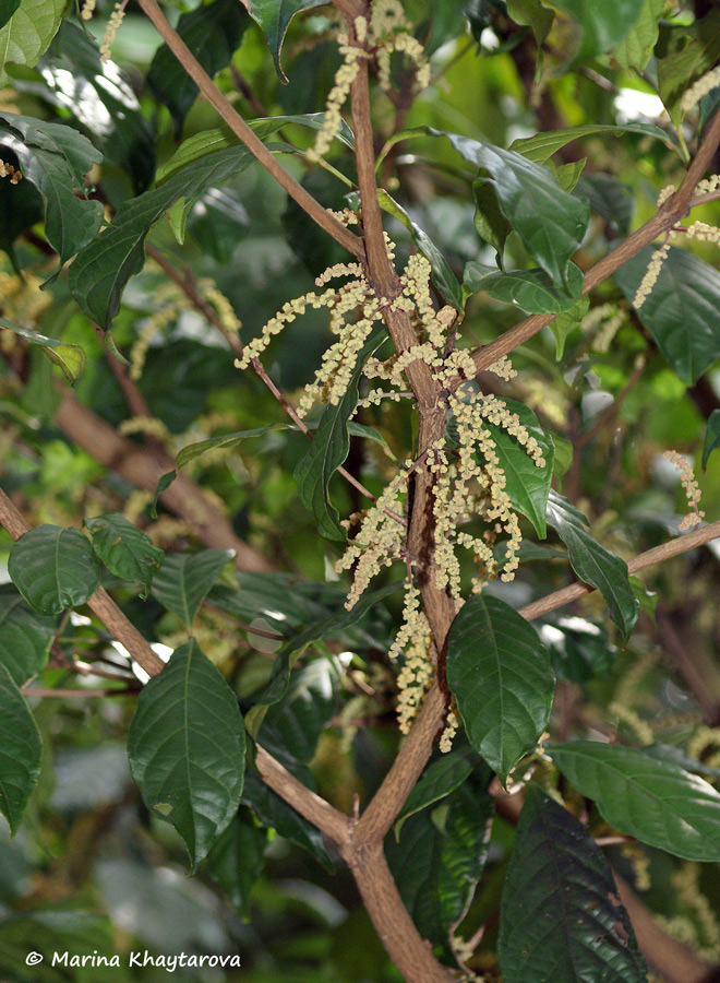 Baccaurea parviflora