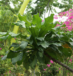 Barringtonia macrocarpa