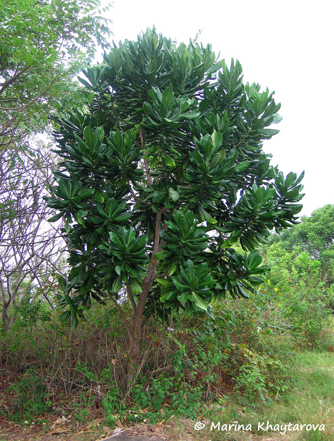 Barringtonia asiatica