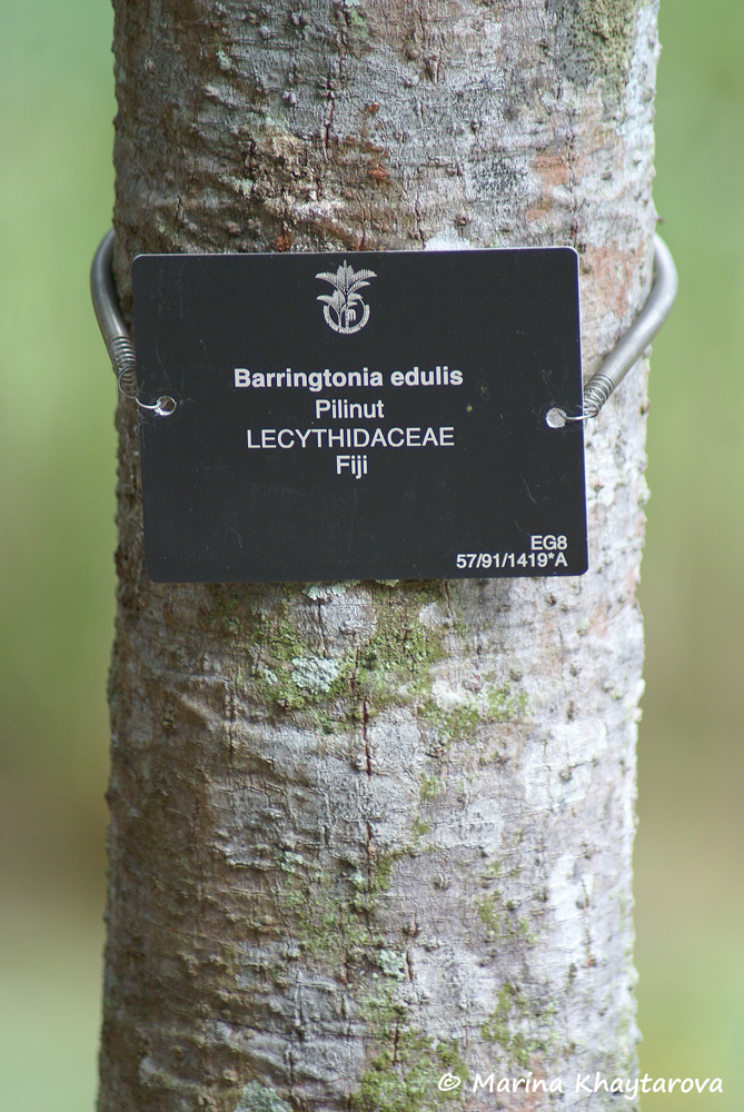 Barringtonia edulis