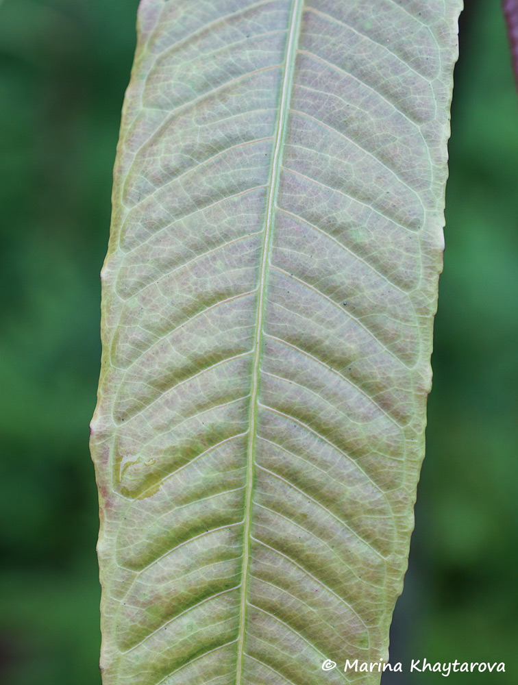 Barringtonia josephstaalensis