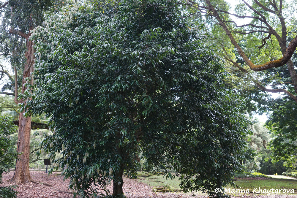 Bouea macrophylla