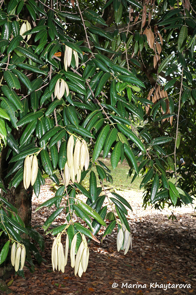 Bouea macrophylla
