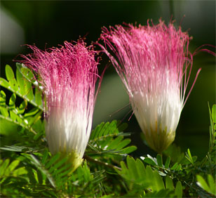 Calliandra surinamensis