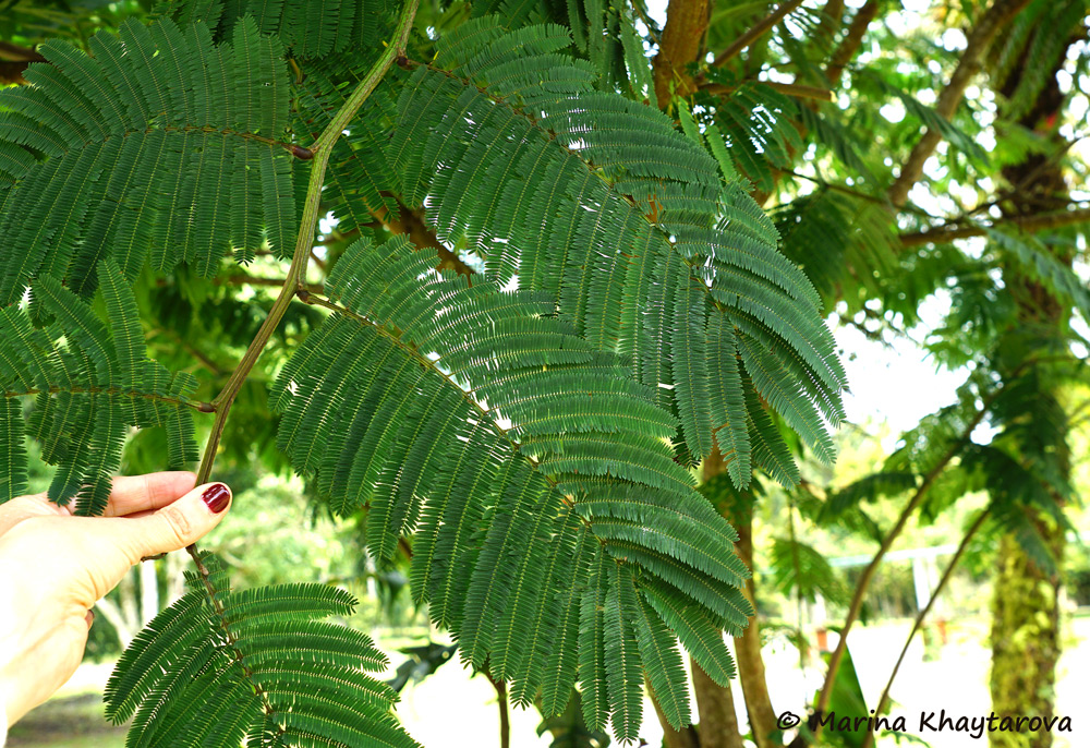 Calliandra calothyrsus