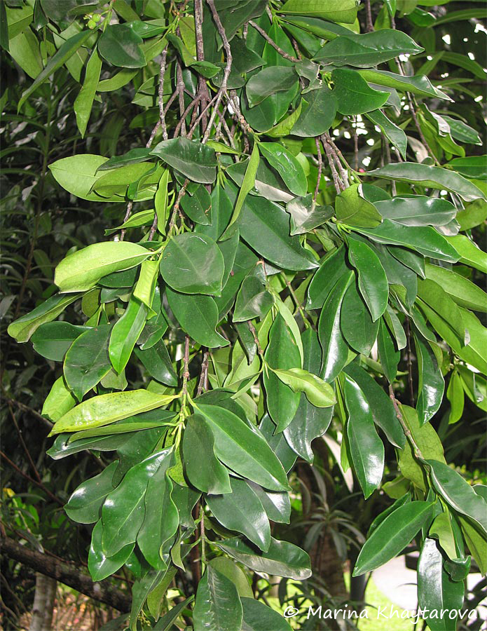 Carallia brachiata cv. Honiara
