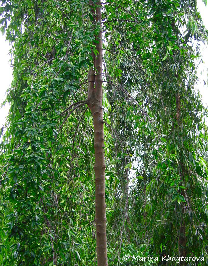 Carallia brachiata cv. Honiara