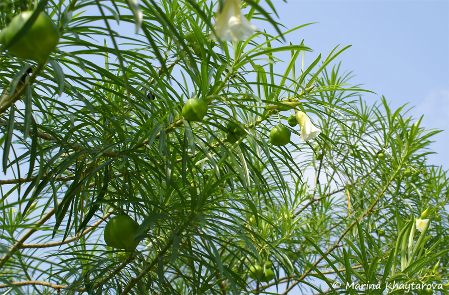 Cascabela thevetia var. alba