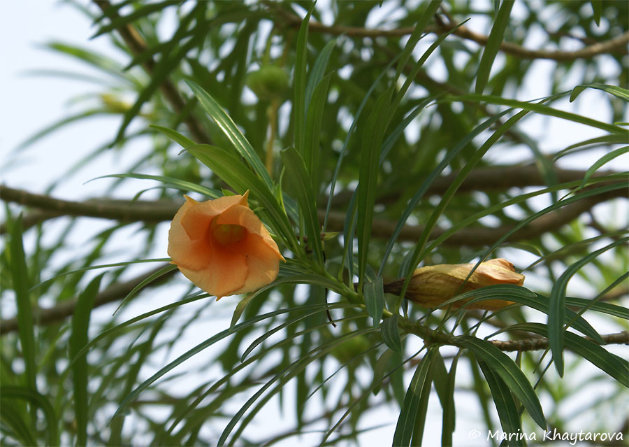Cascabela thevetia var. aurantiaca