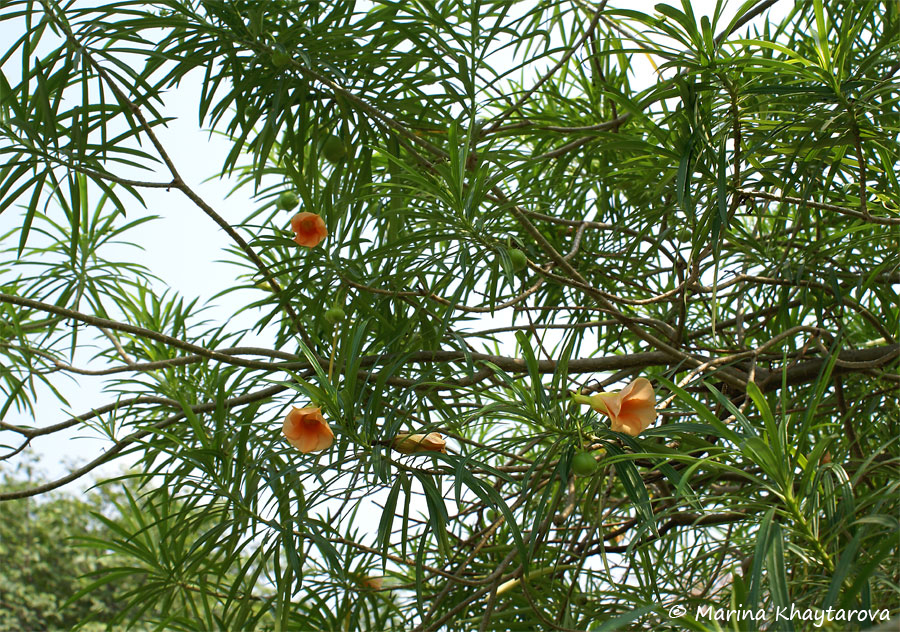 Cascabela thevetia var. aurantiaca
