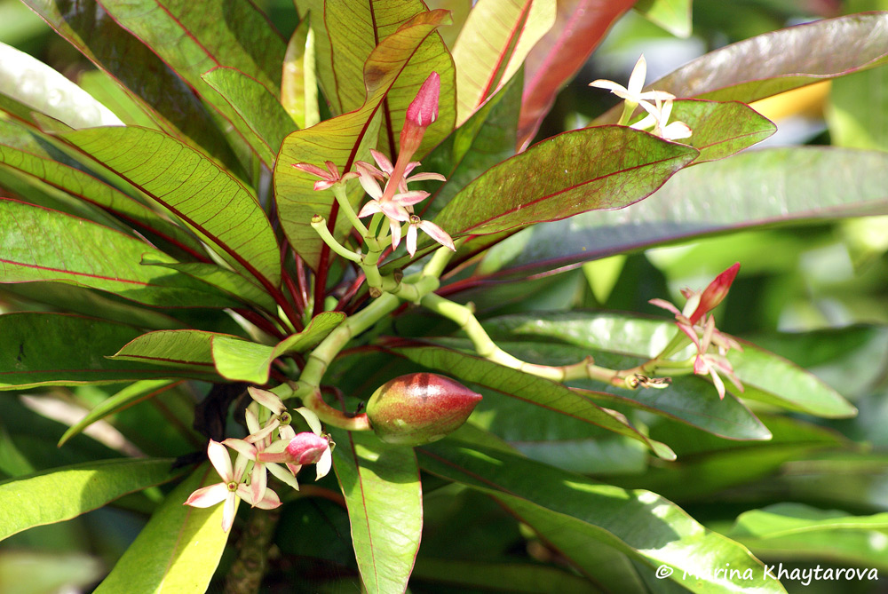 Cerbera manghas cv. Red