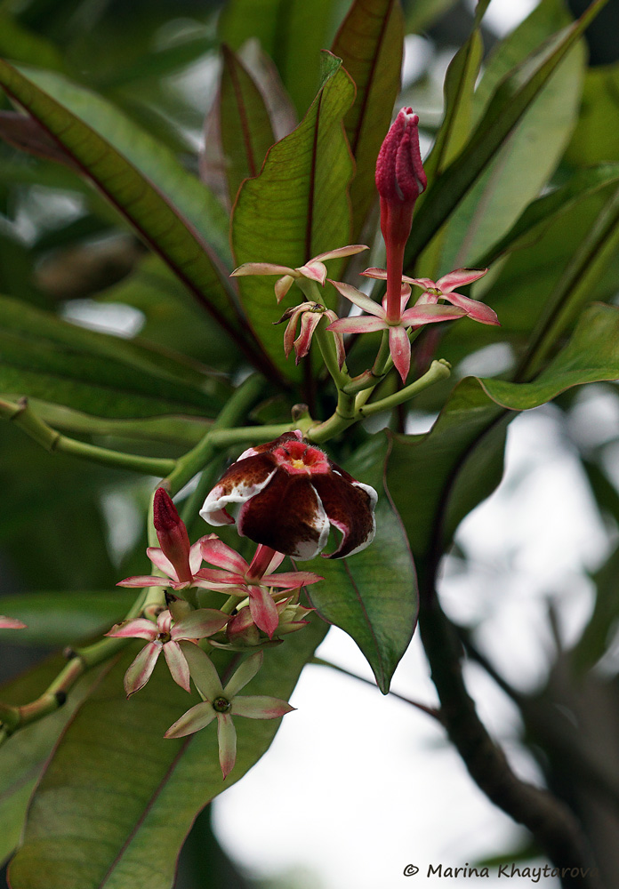 Cerbera manghas cv. Red