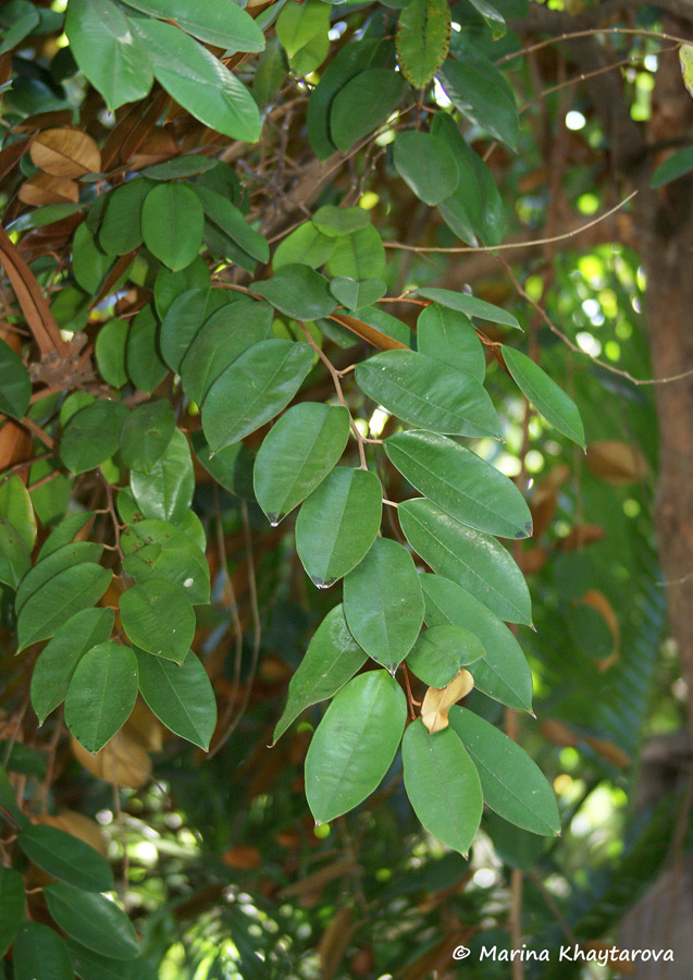Chrysophyllum cainito
