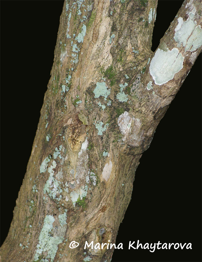 Citharexylum spinosum