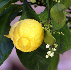 Citrus limon