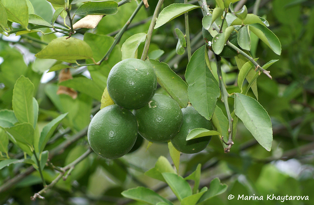 Citrus aurantifolia