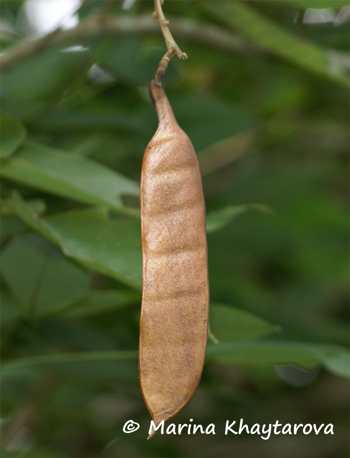 Clitoria fairchildiana