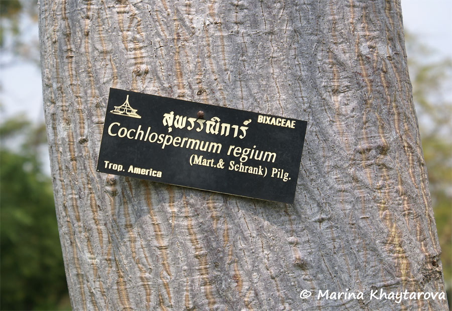 Cochlospermum regium