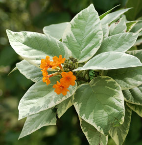Cordia sebestena variegata