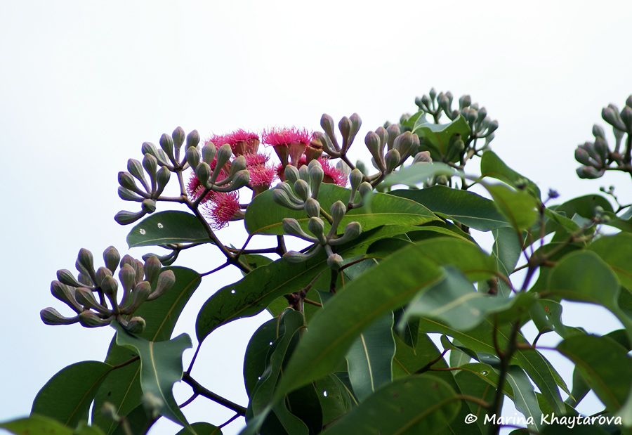 Corymbia ptychocarpa