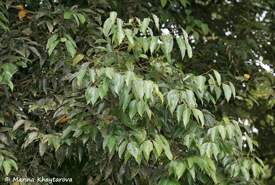 Cryptocarya densiflora