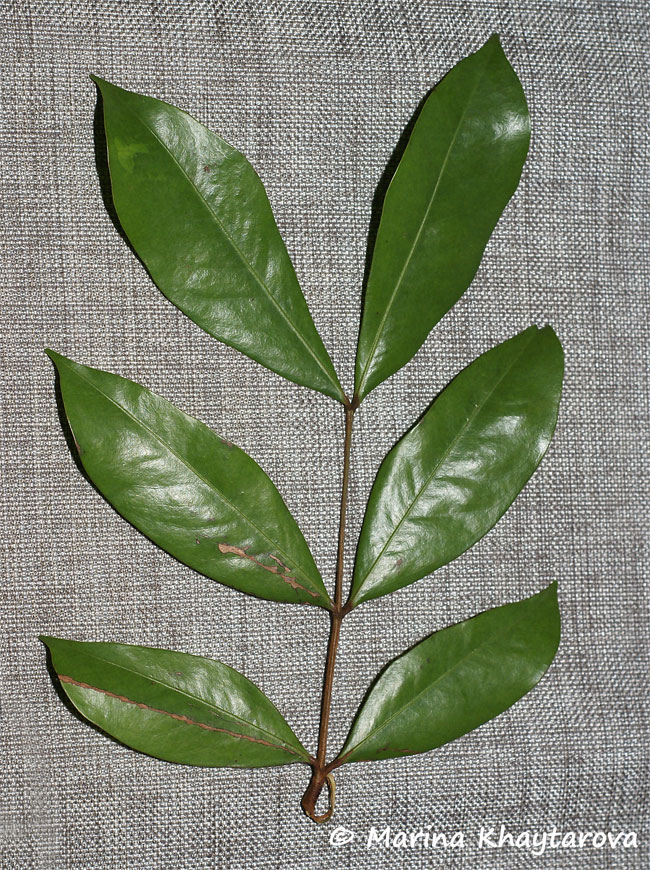 Cynometra malaccensis