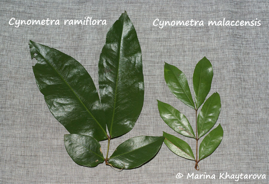 Cynometra ramiflora