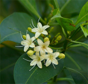Cyrtophyllum fragrans