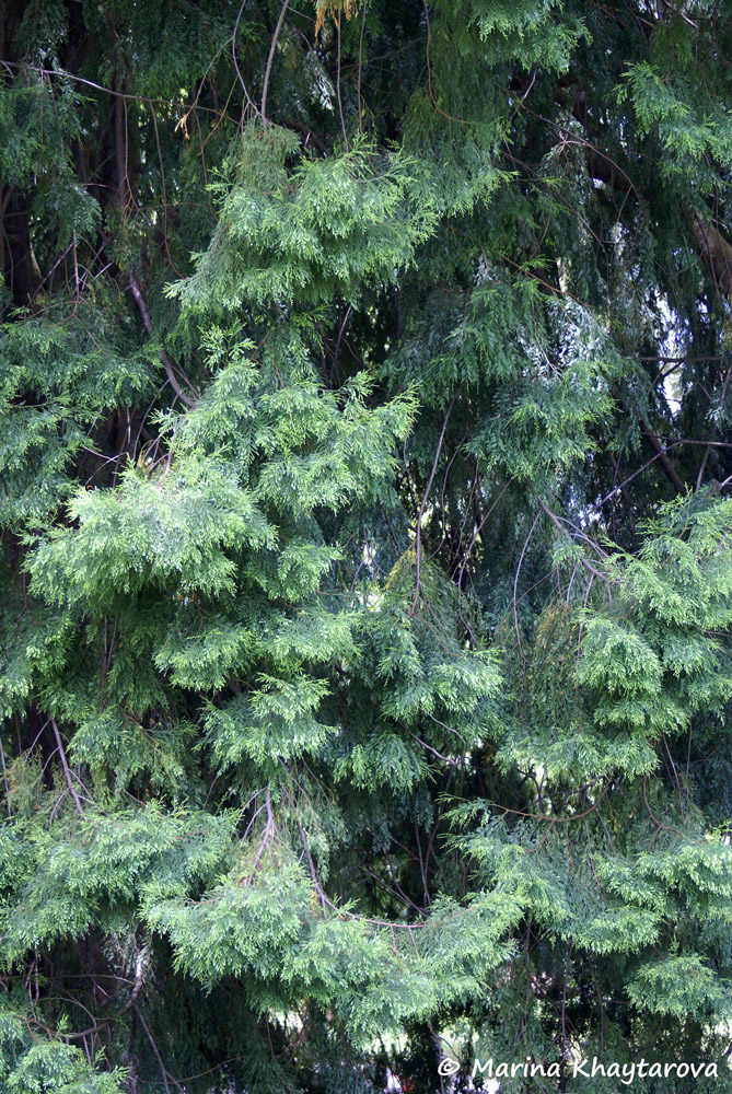 Dacrycarpus imbricatus