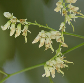 Dalbergia cochinchinensis