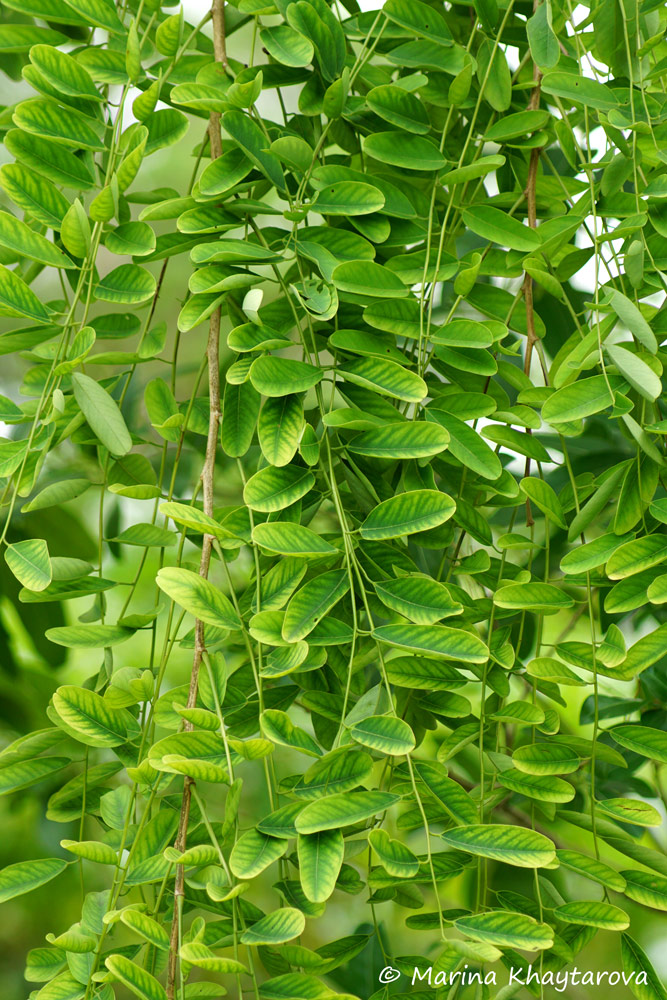 Dalbergia oliveri
